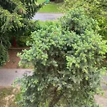 Apartman Nitra *